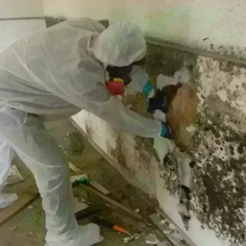 Mold Remediation and Removal in Detroit Beach, MI